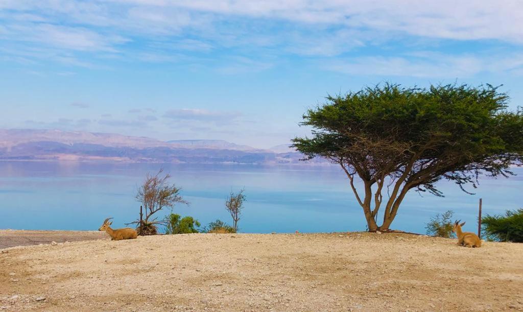 Ein Gedi Caravan By Dory Caravan Экстерьер фото